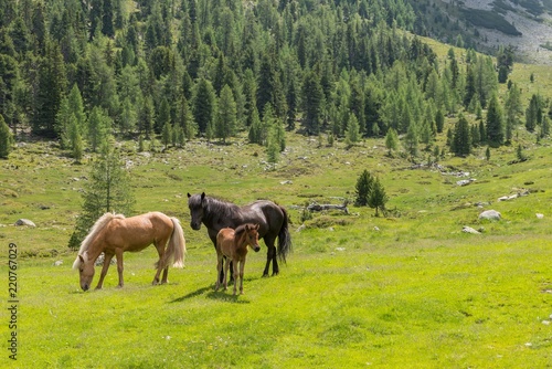 Pferde auf einer Weide in Österreich