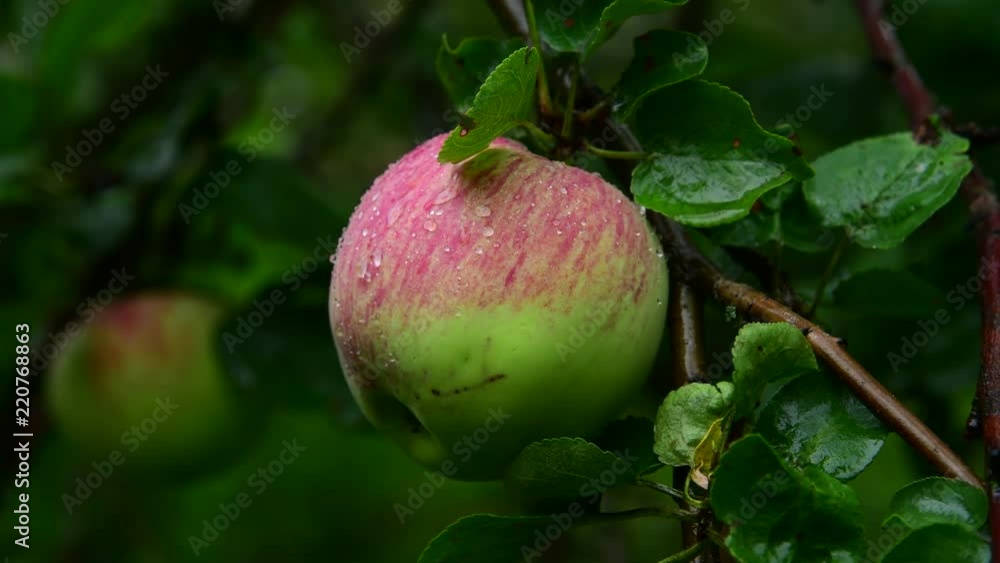Apple tree with apples is wet from the rain Apple tree with apples is wet from the rain