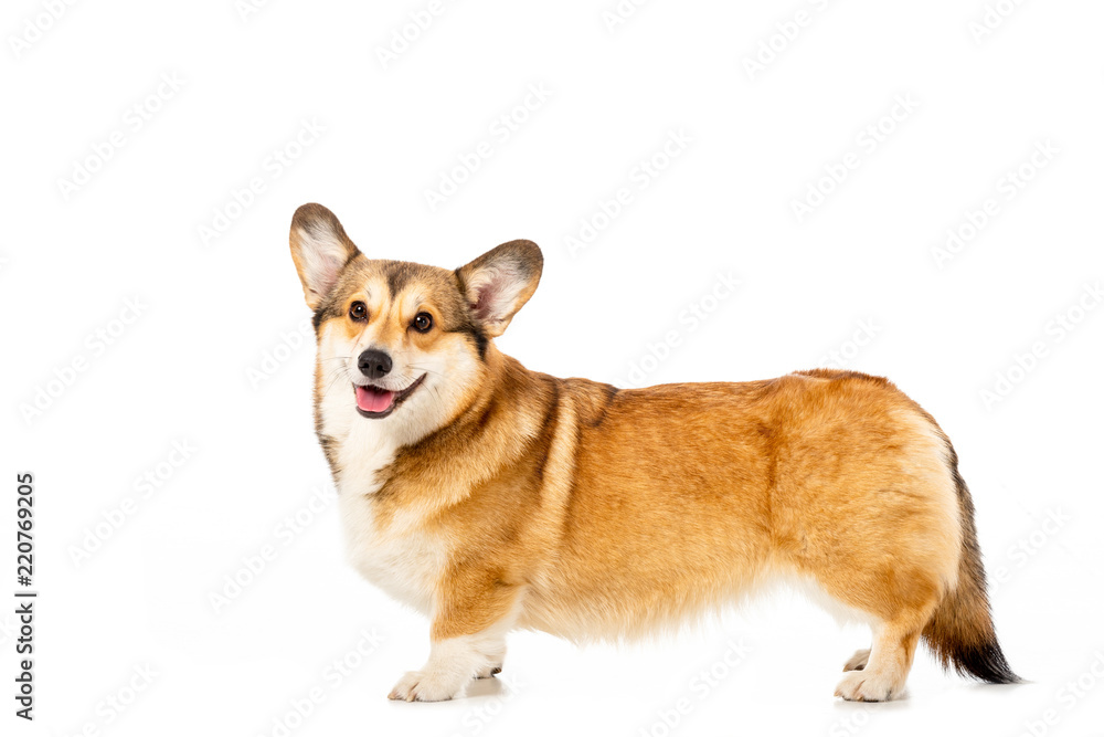 welsh corgi pembroke standing and looking at camera isolated on white background