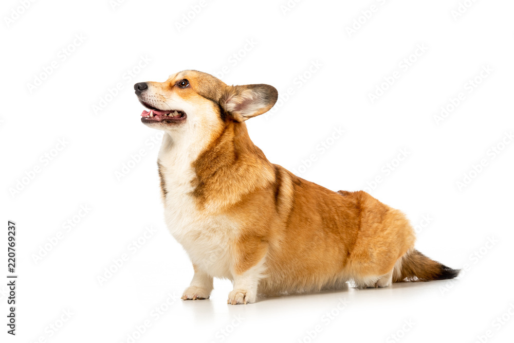 cute welsh corgi pembroke looking away isolated on white background