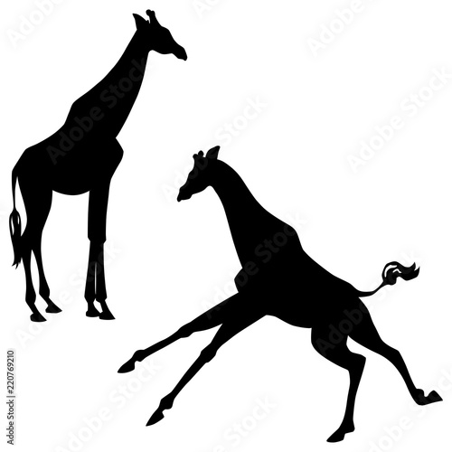 Canvas Print Black silhouettes of standing and running giraffes isolated on white background