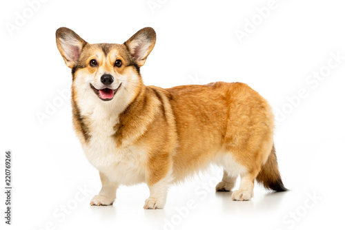 Fotografie cute welsh corgi pembroke isolated on white background