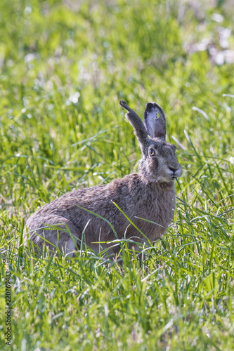 wildlife gray hare sitting on a clearing of green grass © Xristoforov