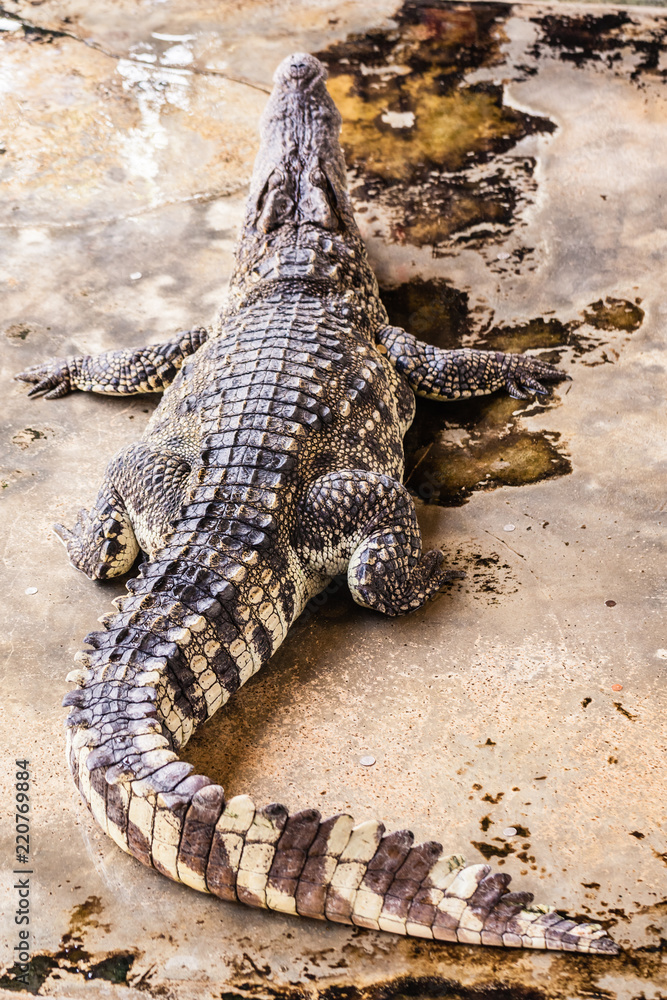 Obraz premium Crocodile seen from behind