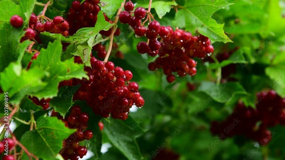 Kalina with red berries is wet from the rain Kalina with red berries is wet from the rain