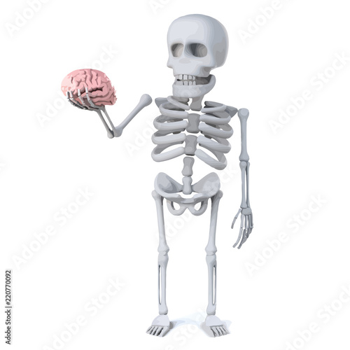 Vector 3d Skeleton has a brain