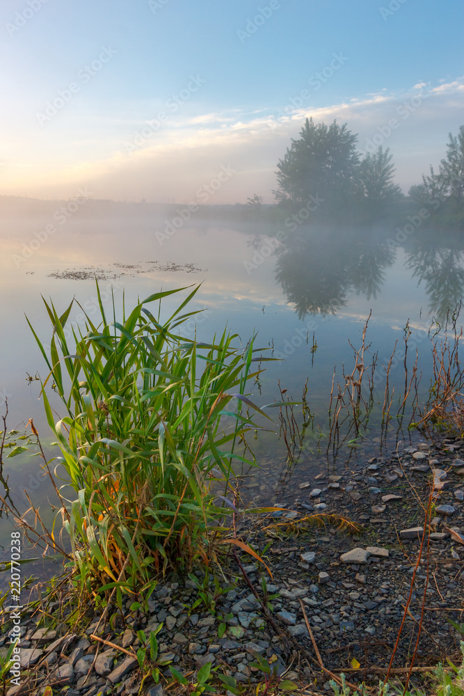 The grass on the lake shore in the misty early morning