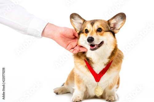 partial view of man touching corgi with golden medal isolated on white background © LIGHTFIELD STUDIOS