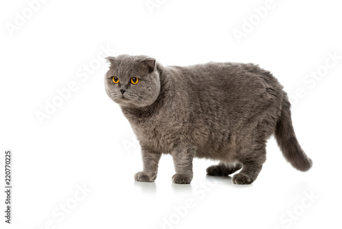 grey british shorthair cat standing isolated on white background