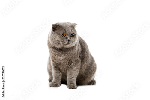 cute grey british shorthair cat looking away isolated on white background