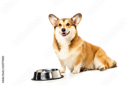 adorable welsh corgi pembroke looking at camera and sitting near bowl isolated on white background