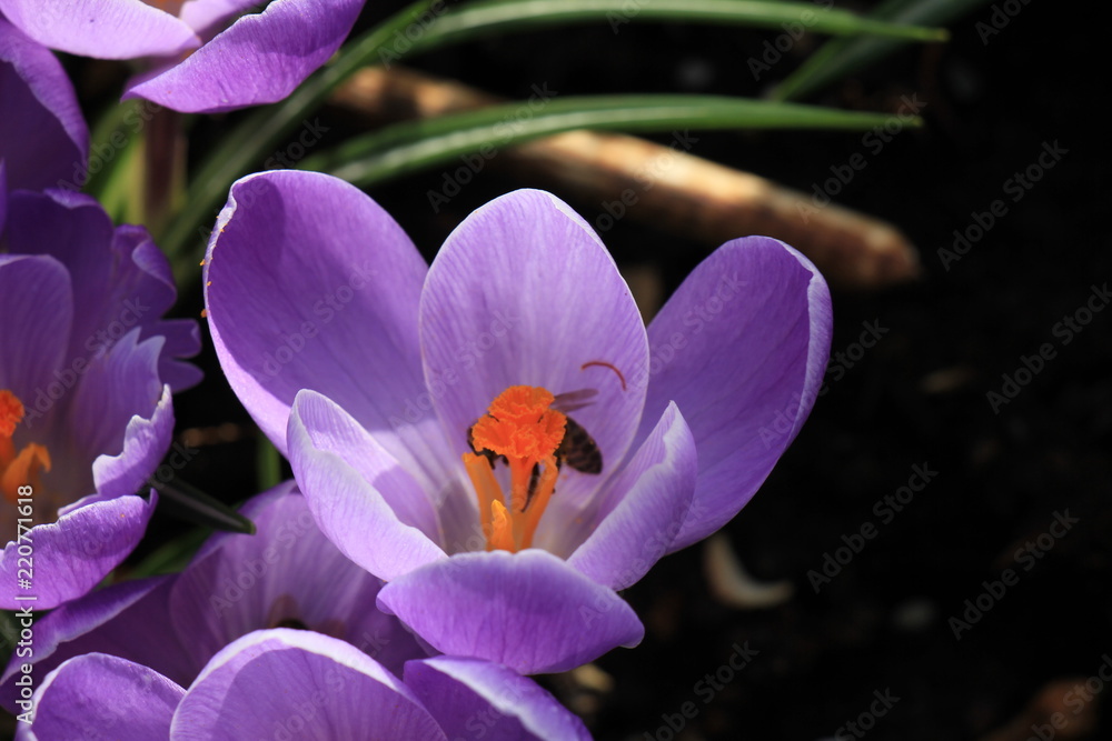 Fototapeta premium Crocuses on a field
