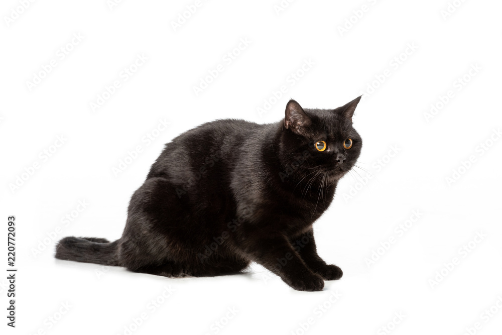 studio shot of black british shorthair cat isolated on white background