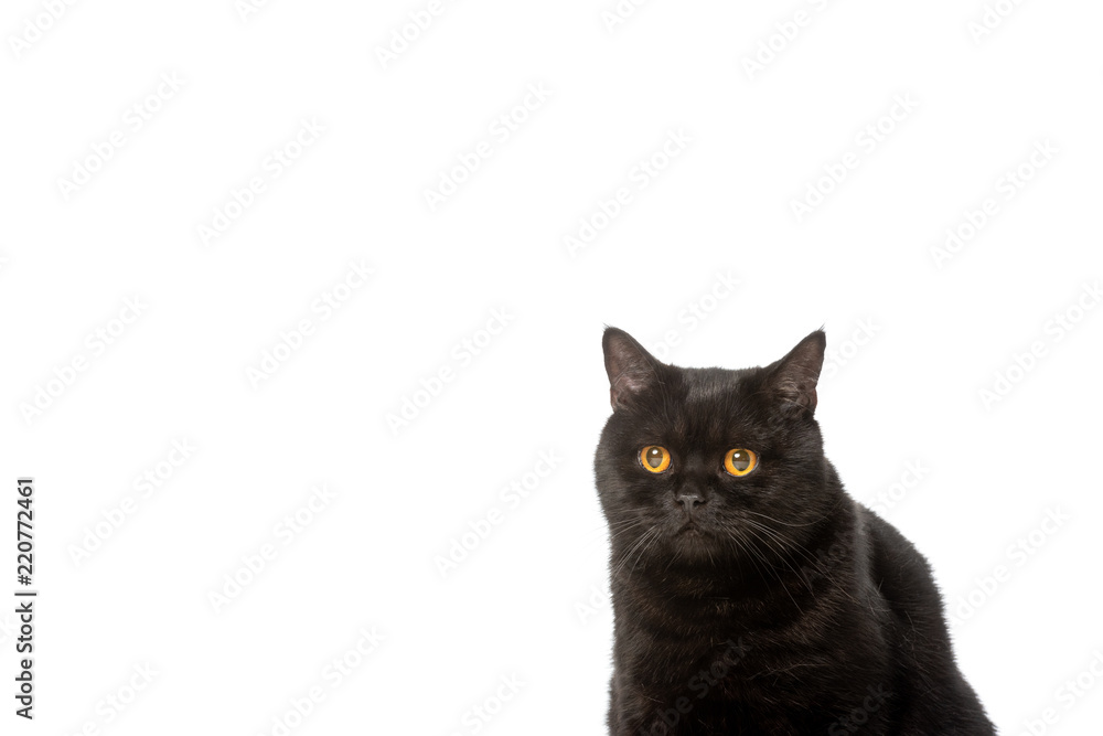 black british shorthair cat isolated on white background