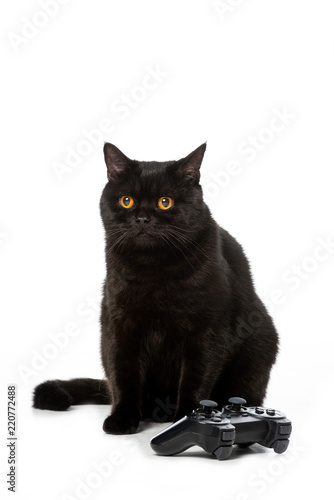 adorable black british shorthaircat near joystick for video game isolated on white background photo