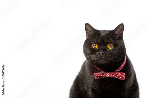 portrait of cute black british shorthair cat in bow tie isolated on white background