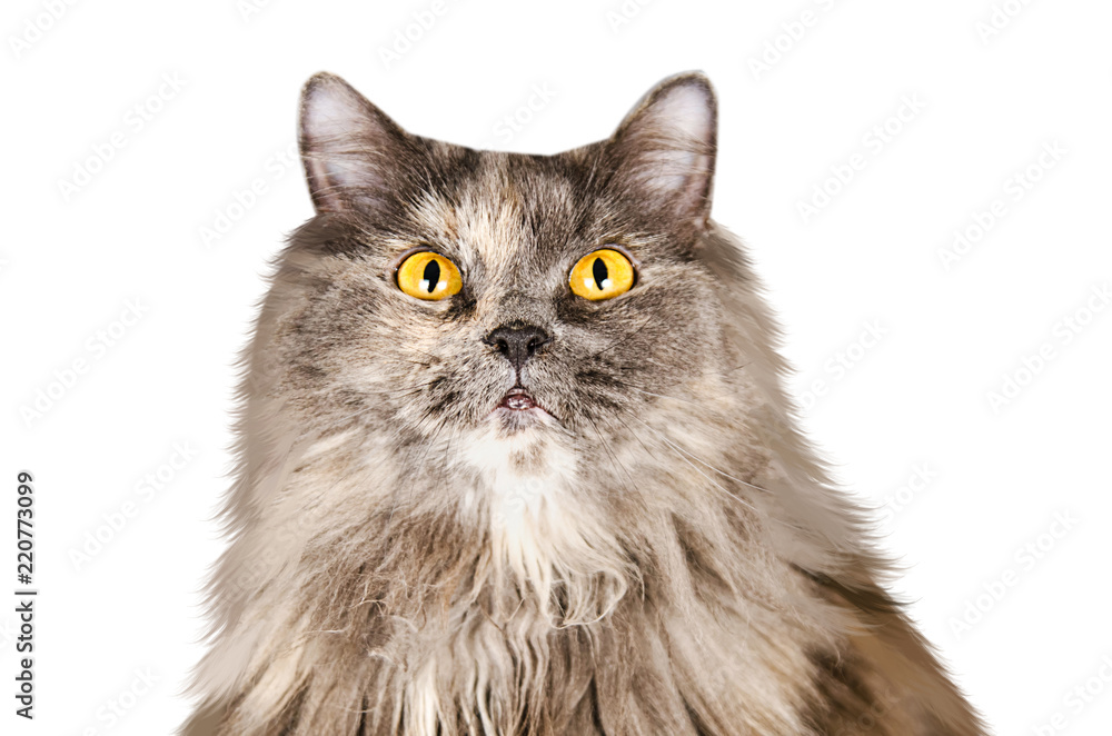 Gray long-haired British cat isolated on a white background
