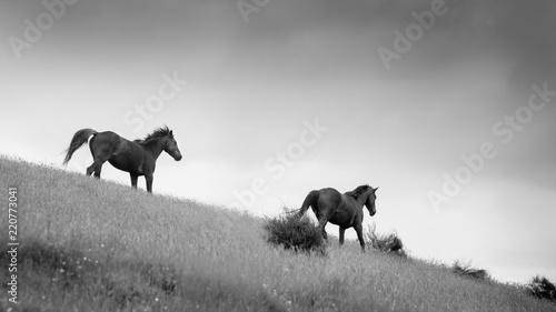 Black and White image of Two Wild Kaimanawa horses running in the mountain ranges, Central Plateau, New Zealand © Janice