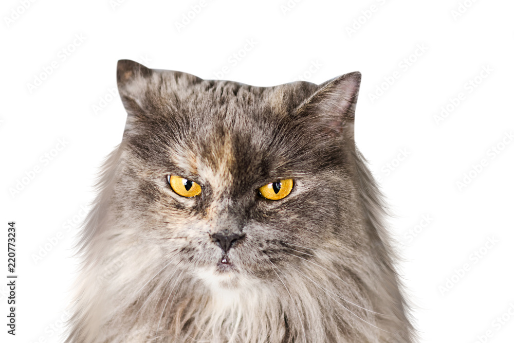 Gray long-haired British cat isolated on a white background
