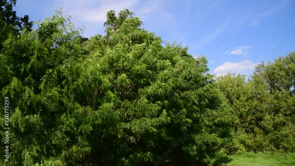 Acacia sways in strong wind in summer Acacia sways in strong wind in summer