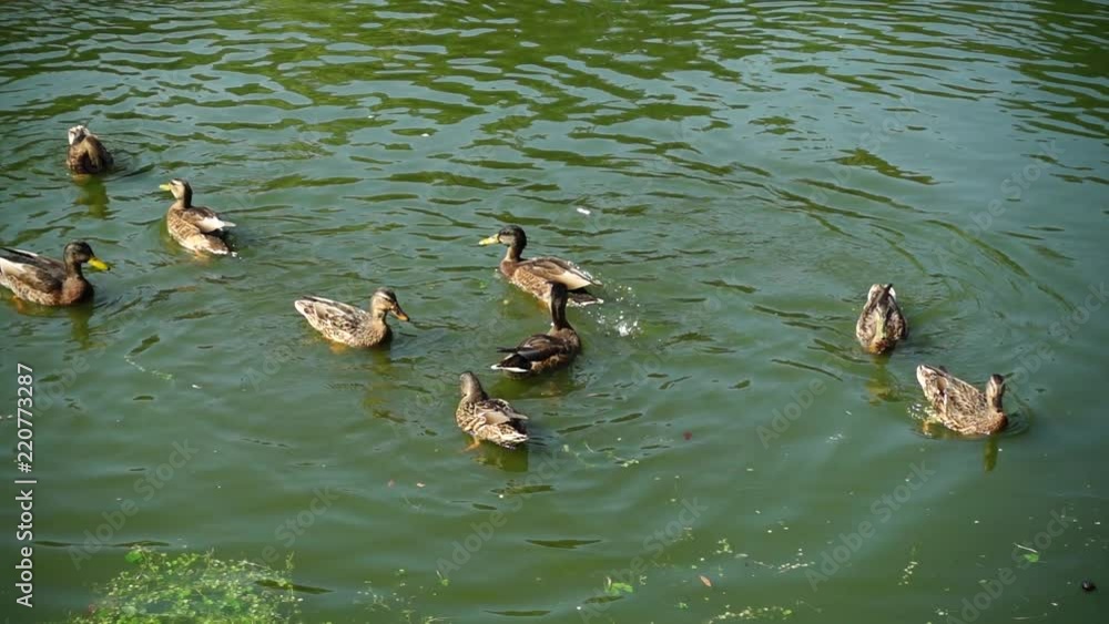 Ducks in a pond.	Slow motion.
