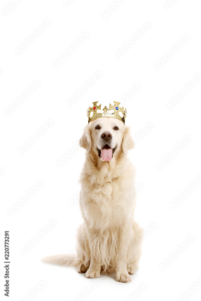 Obraz premium Labrador retriever dog with a crown
