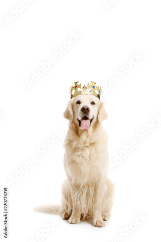 Fototapeta Naklejka Na Ścianę i Meble -  Labrador retriever dog with a crown