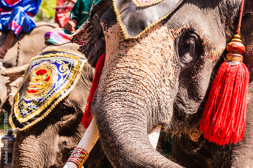 Parade caparison elephants
