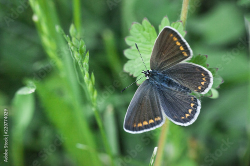 Butterfly Aricia agestis or brown argus, top view