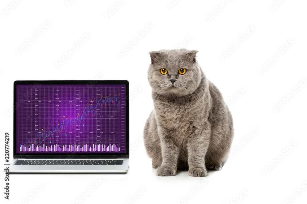 grey british shorthair cat near laptop with graph on screen isolated on white background grey british shorthair cat near laptop with graph on screen isolated on white background