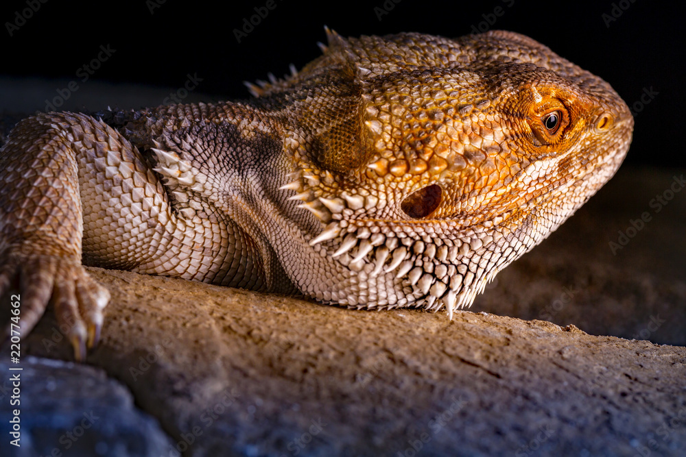 Fototapeta premium Pogona Vitticeps