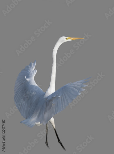 The Great White Egret isolated on gray background 