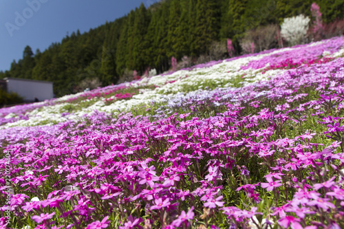 國田家の芝桜／岐阜県郡上市