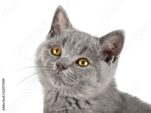 portrait of very cute blue british shorthair kitten cat sitting isolated on white background
