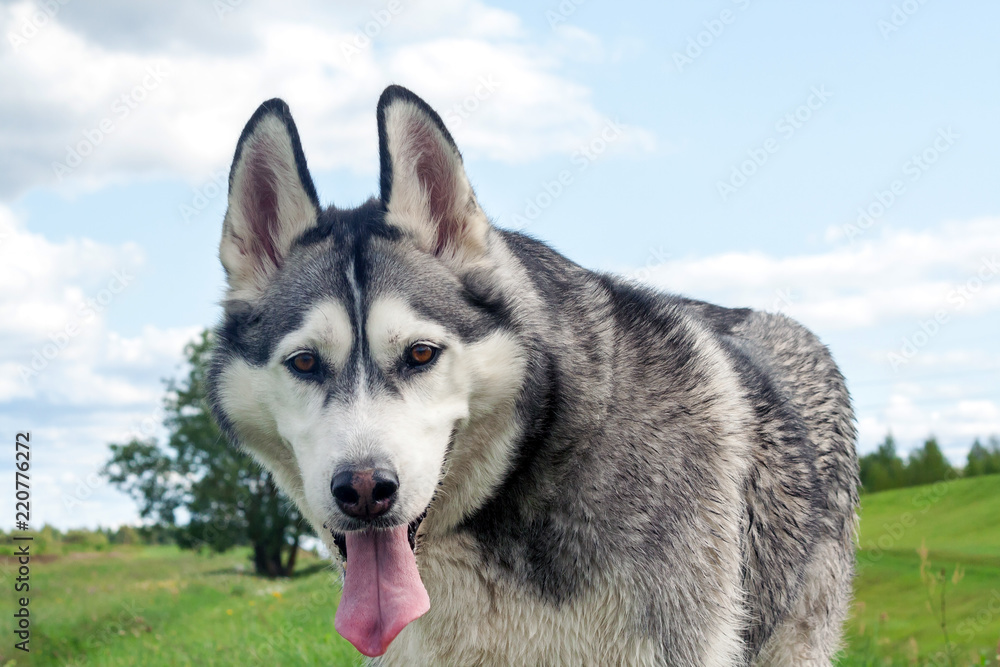 a portrait of the dog's muzzle is a breed of Alaskan malamute, the mouth is  open,