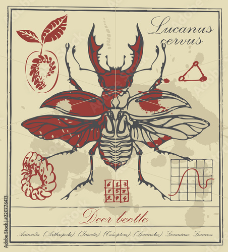 Vector banner with drawing of a stag-beetle and it larva, handwritten inscriptions and ink stains in retro style. Lucanus cervus