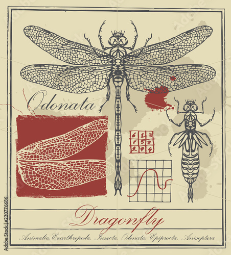 Vector banner with drawing of dragonfly and it larva, handwritten inscriptions and ink stains in retro style. Odonata