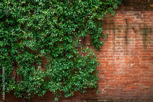 Brick wall and green leaves © SOLOTU