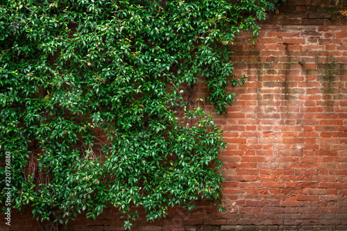 Brick wall and green leaves