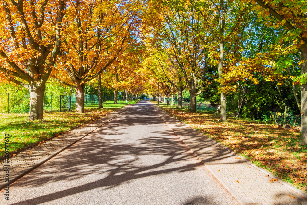 Herbstlich gefärbte Bäume entlanmg einer Straße Herbstlich gefärbte Bäume entlanmg einer Straße
