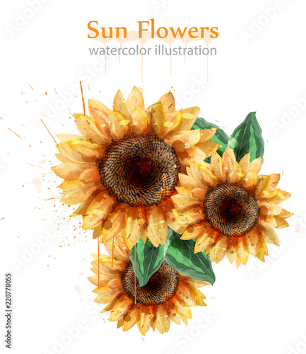 Sunflowers watercolor style isolated on white Vector. Beautiful floral decor ...