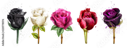Watercolor colorful roses set collection Vector. Black rose, pink, red flowers. Beautiful detailed floral illustrations