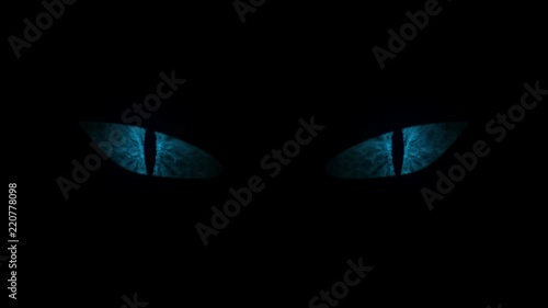 Blue cat eyes blinking Loop. photo