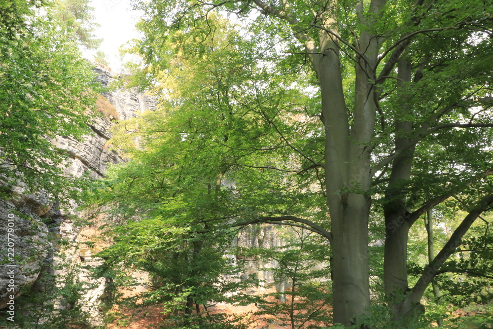 Fototapeta premium beautiful mountain landscape. tall green trees among grey mountain rocks
