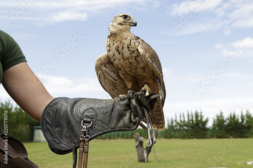 Falconer showing a falcon saker (Falco cherrug)