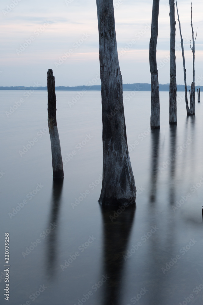 Multiple Tree Stumps Manasquan Reservoir Multiple Tree Stumps Manasquan Reservoir