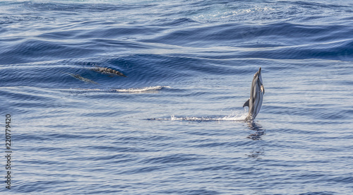 Dolphin © Blackbookphoto