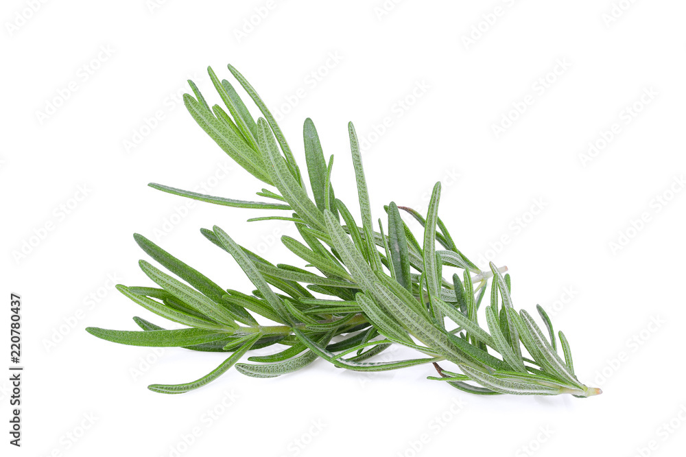 rosemary isolated on white background rosemary isolated on white background