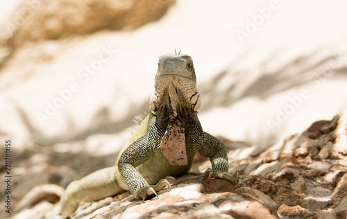 Iguana 4