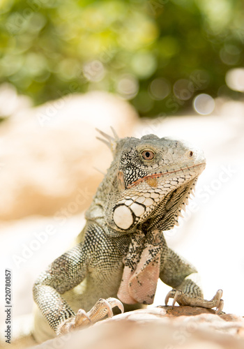 Iguana 3